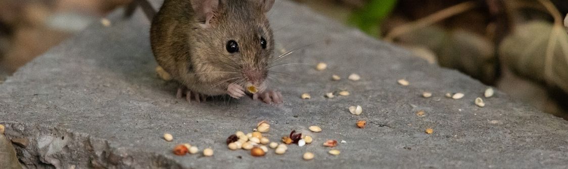 Hantavirus: Cuidados, riesgos y tratamientos en un nuevo Dávila en Vivo