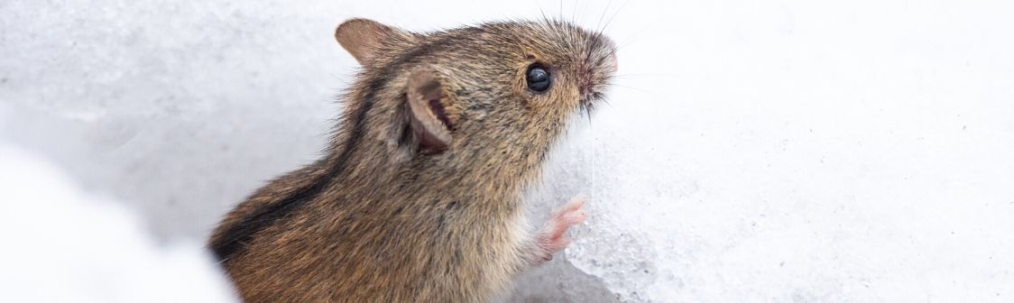 Hantavirus: medidas de prevención para una enfermedad de cuidado