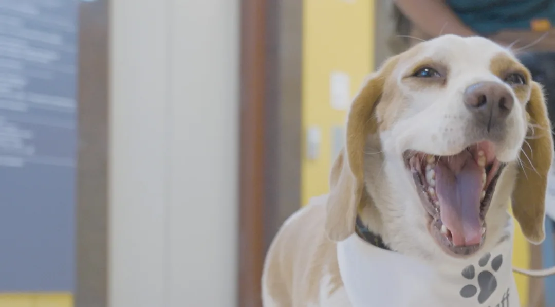 Los perritos de Fundación Tregua visitaron Red Dávila