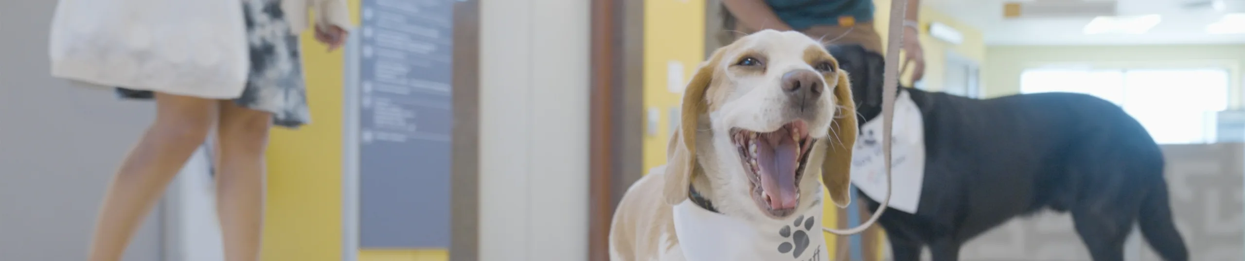 Los perritos de Fundación Tregua visitaron Red Dávila